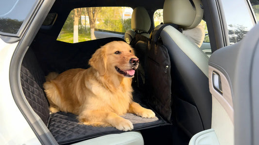 Car Safety for Dogs: What Every Pet Owner Should Know