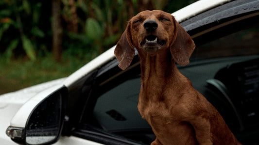 How to Choose a Detachable Hard-Bottom Dog Car Seat Extender