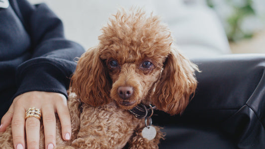 Pet Safety Checklist for New Pet Owners