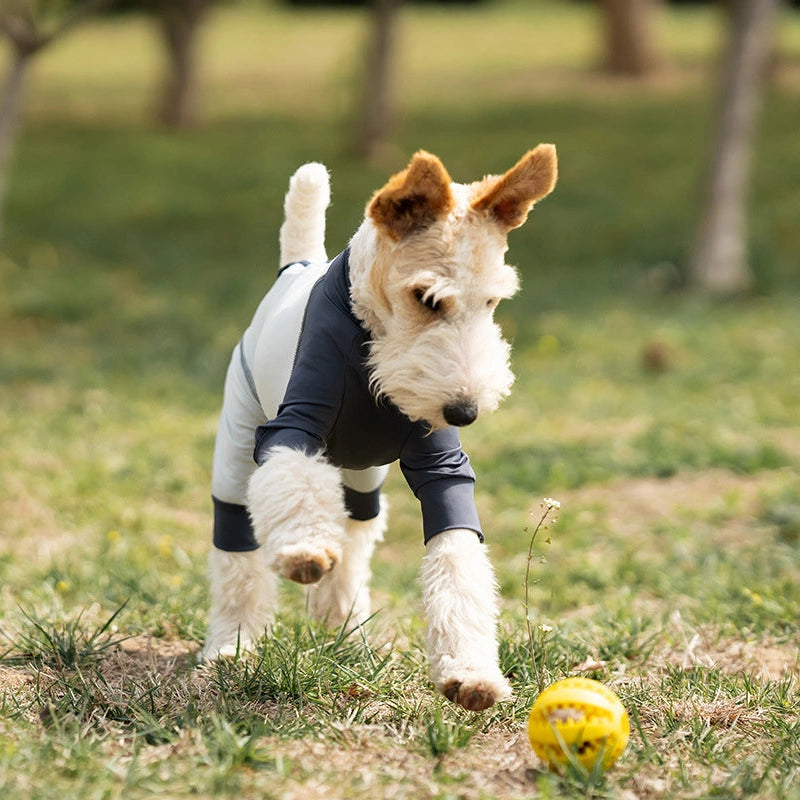 Dog in a sweater playing with a ball on grass