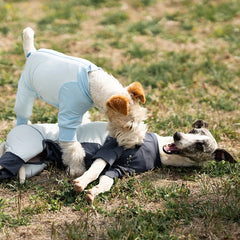 Two dogs playing on a grassy field