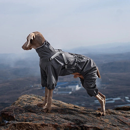A small dog standing on a rocky mountain peak wearing a gray dog coat with a hood, overlooking a hazy valley landscape.
