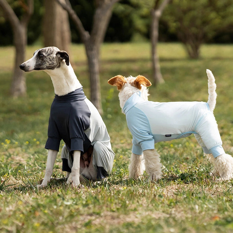 Two dogs wearing coats standing on a grassy field with trees in the background