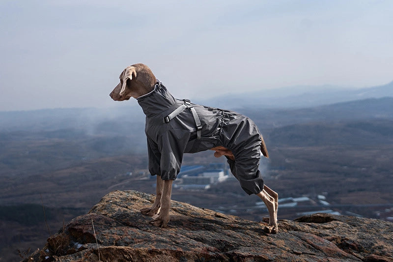 SafiPet dog rain jacket for wet-weather adventures
