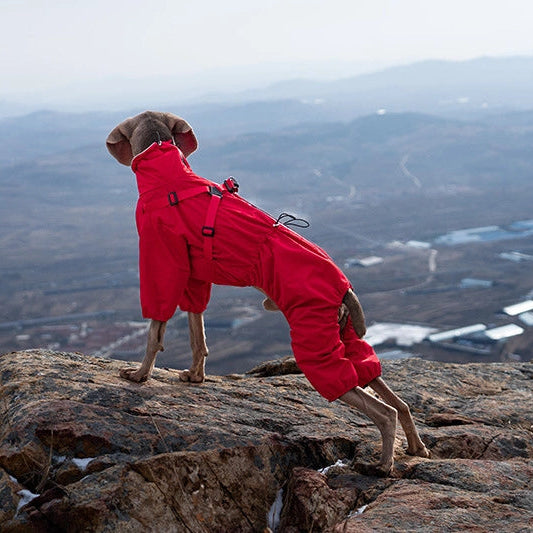 Dog in a red coat standing on a rocky mountain peak with a scenic view in the background
