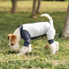 A small white and tan dog wearing a navy and white pet jumpsuit, standing on a grassy park lawn.