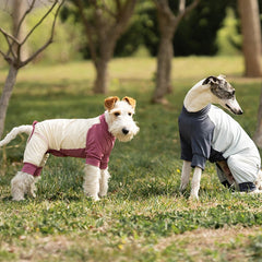 Two dogs standing on grass in a park-like setting, each wearing a pet sweater. The dog on the left is white with tan ears and wears a cream sweater with a burgundy section.