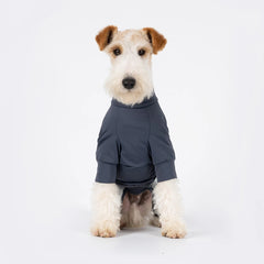 Dog wearing a gray hoodie on a white background