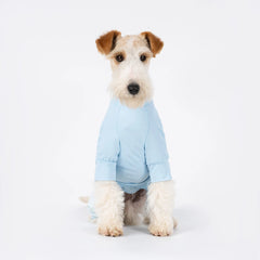 Dog wearing a light blue outfit on a white background